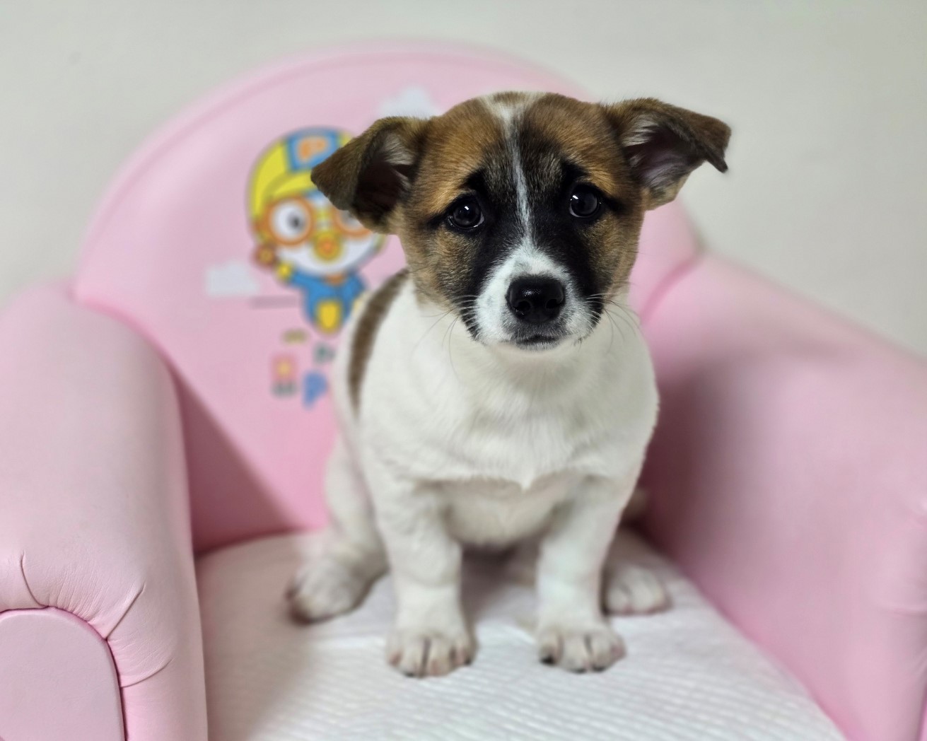 보호중 믹스견의 가…